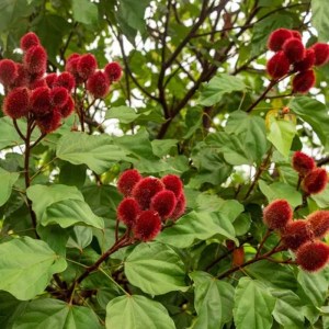 Achiote Planta 2